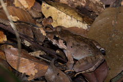 Limnonectes malesianus