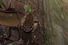 Limnonectes malesianus