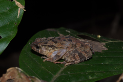 Ingerophrynus divergens