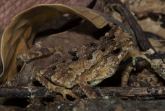 Ingerophrynus divergens