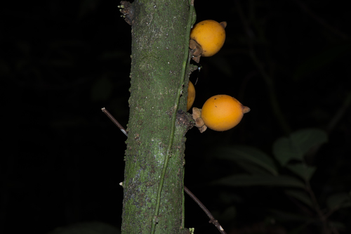 Diospyros cauliflora observed 2019-07-10