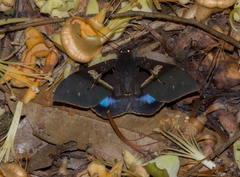 Ischyja inferna