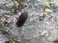 Chalcophora angulicollis