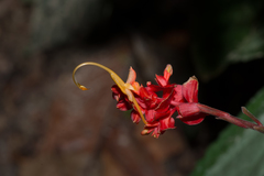 Globba atrosanguinea