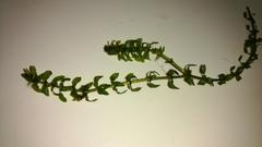 Elodea canadensis