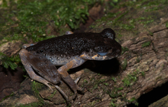 Leptobrachella gracilis