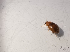 Rhyzobius litura