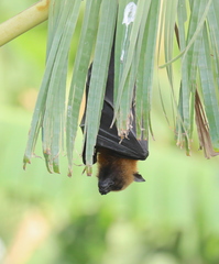 Pteropus seychellensis comorensis