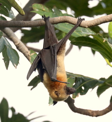 Pteropus seychellensis comorensis