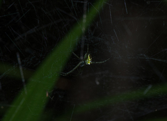 Cyrtophora cylindroides