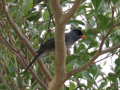 Hypsipetes madagascariensis