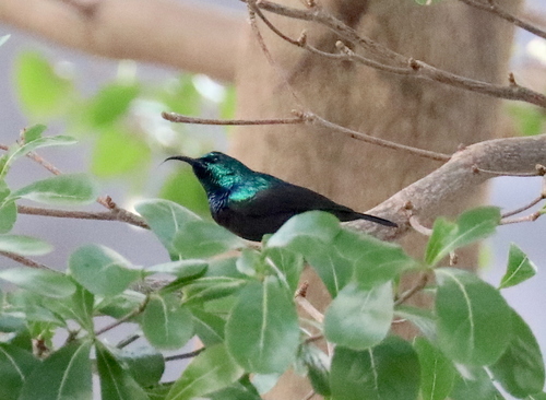 Anjouan Sunbird (Cinnyris comorensis), photo 8