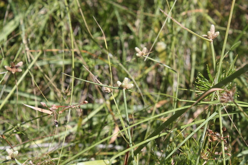 Lipocarpha chinensis image