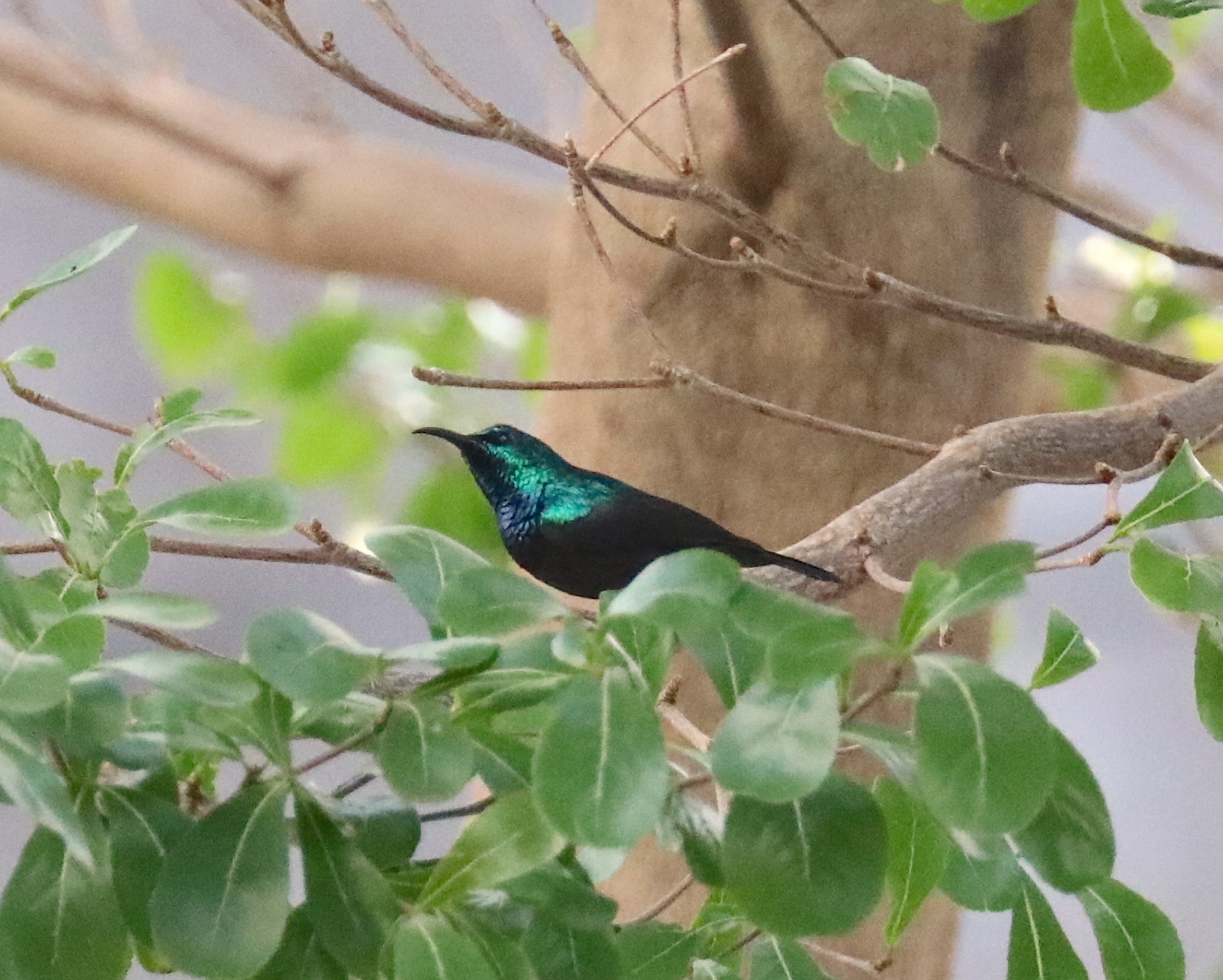 Anjouan Sunbird (Cinnyris comorensis), photo 1