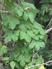 Humulus