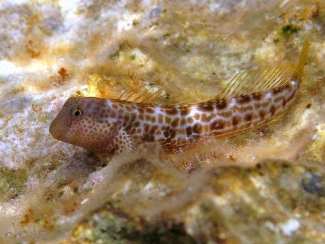 Caneva's Blenny