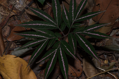 Amorphophallus pendulus