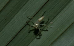 Epeus sumatranus