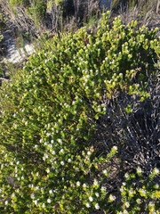 Phylica selaginoides