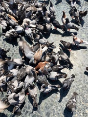 Columba livia domestica