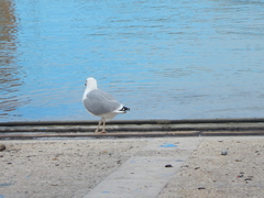 Larus michahellis