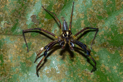 Parabathippus petrae