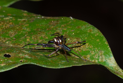 Parabathippus petrae