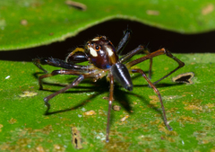 Parabathippus petrae