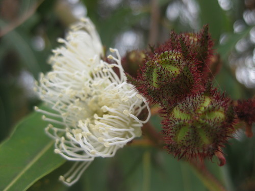 Sydney red gum (Angophora costata)