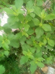 Acanthospermum hispidum