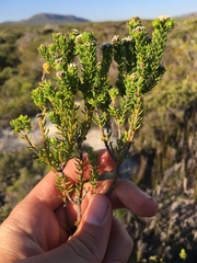 Phylica selaginoides