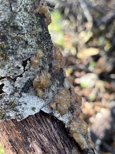 iNaturalist observation photo of Crystal Brain Fungus