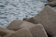 Chroicocephalus ridibundus