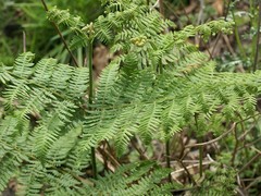Pteridium aquilinum