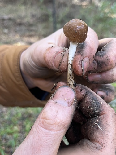 iNaturalist observation photo of Coprinellus bipellis