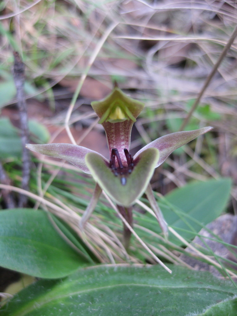 Chiloglottis pluricallata