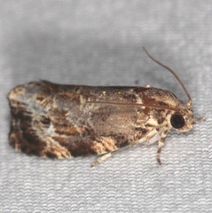 Phaecasiophora confixana