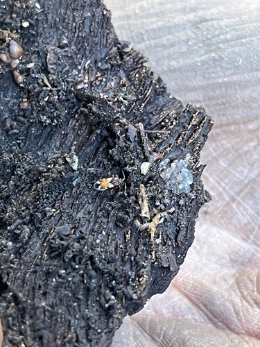 iNaturalist observation photo of Scolopostethus