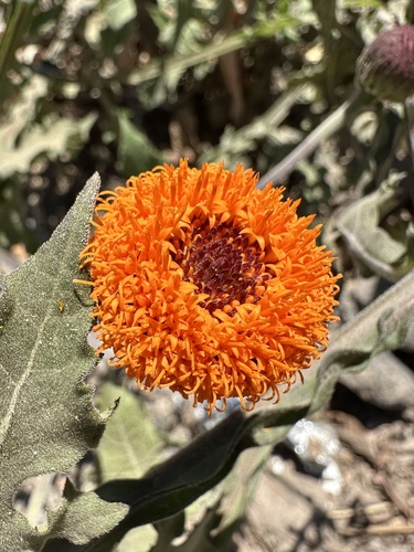 Verbesina crocata