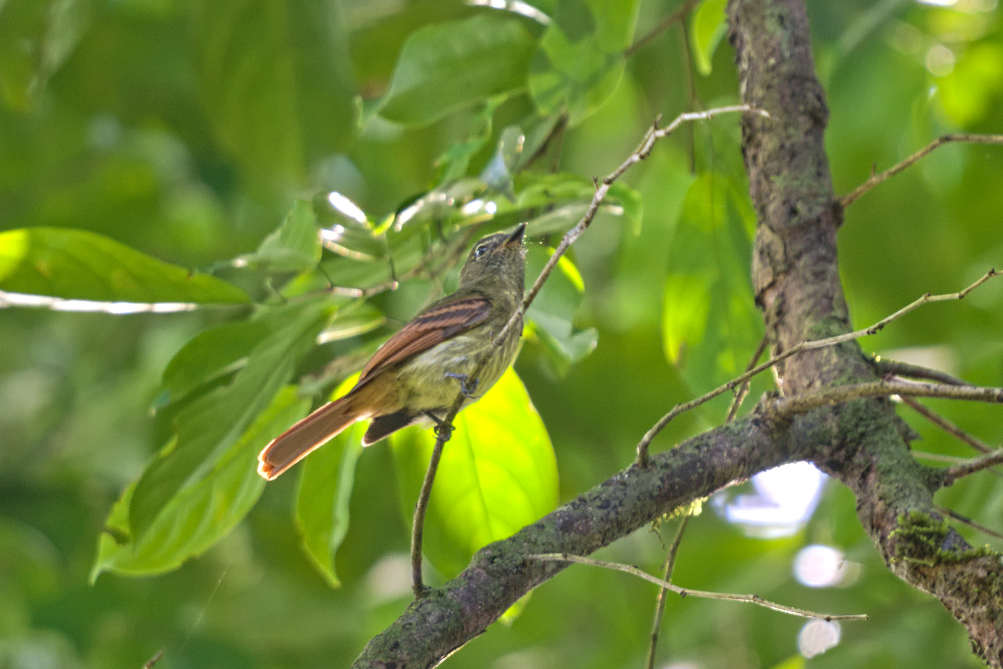Rufous-tailed Flatbill (Ramphotrigon ruficauda), photo 2