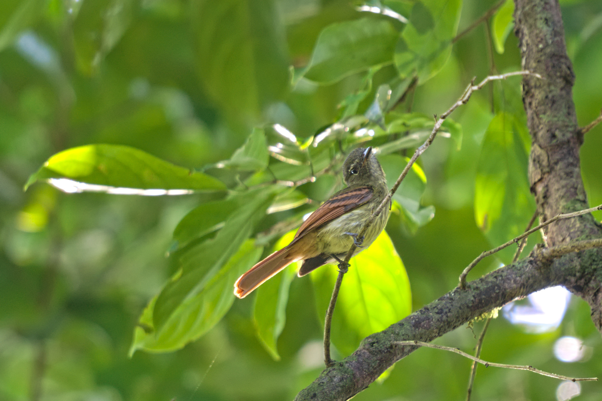 Rufous-tailed Flatbill (Ramphotrigon ruficauda), photo 1