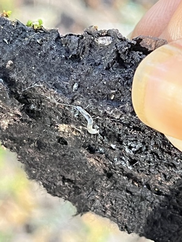 iNaturalist observation photo of Fungus Gnats and Gall Midges