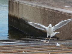 Larus michahellis