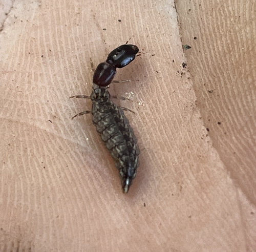 iNaturalist observation photo of Common Snakeflies