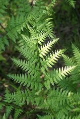 Pteridium aquilinum