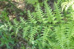 Pteridium aquilinum