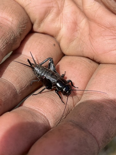 iNaturalist observation photo of Gryllus