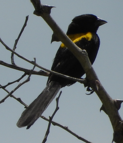 Yellow-mantled Widowbird (Euplectes macroura), photo 3