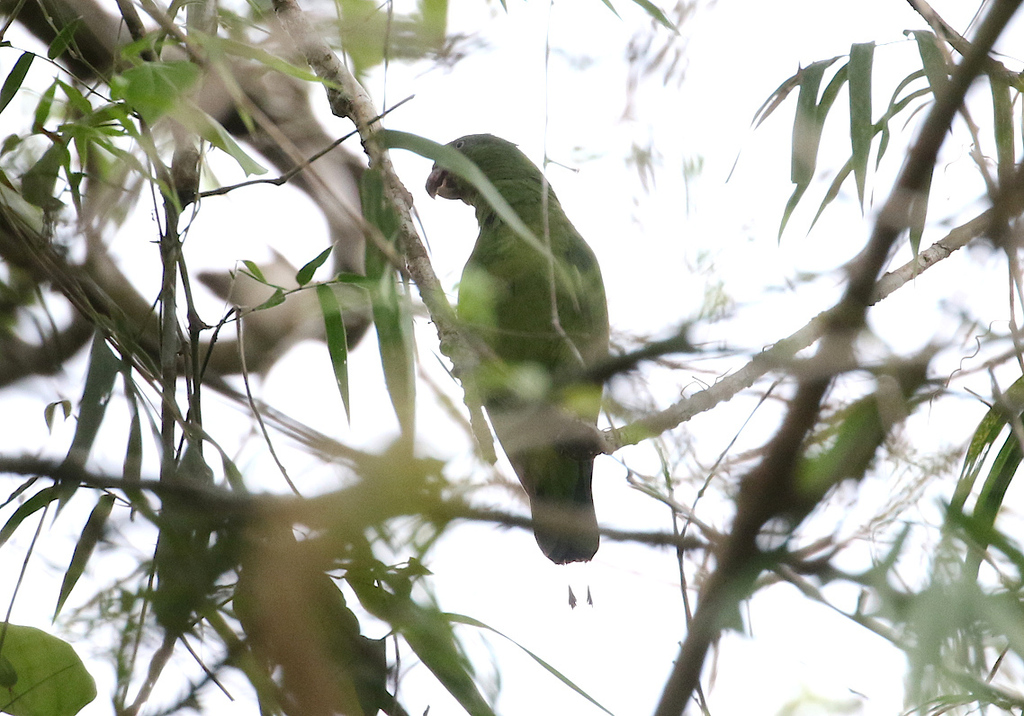 Mindoro Racquet-tail (Prioniturus mindorensis) photo