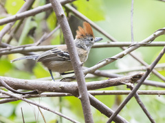 Sakesphorus canadensis